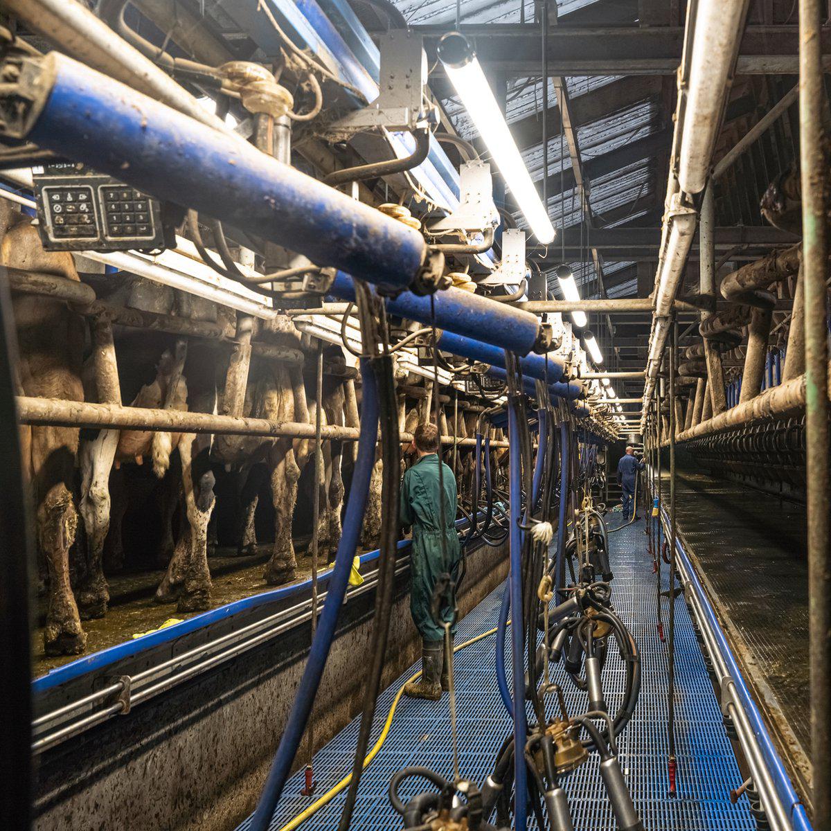 FarmPro LED TL armatuur 150 cm - Agrarische LED TL verlichting - Ammoniak- en waterbestendig - IP69K - Image 12