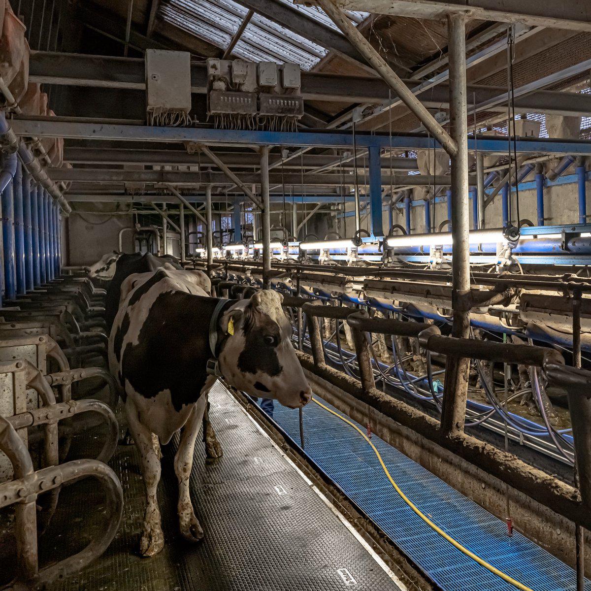 FarmPro LED TL armatuur 150 cm - Agrarische LED TL verlichting - Ammoniak- en waterbestendig - IP69K - Image 7